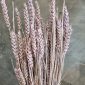 triticum purple