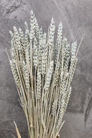 Triticum Frosted Blue
